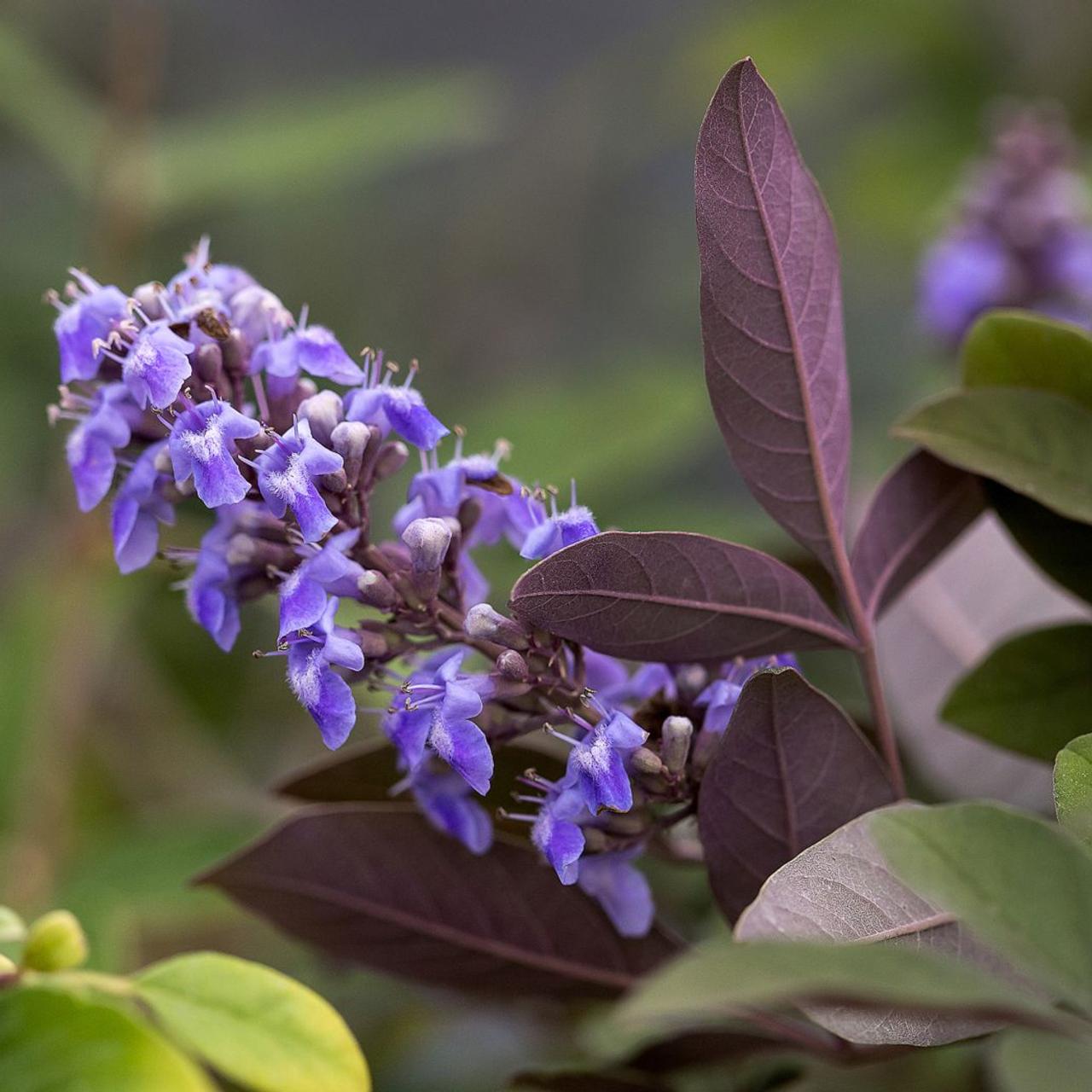 Vitex agnus-castus 'Flip Side' plant