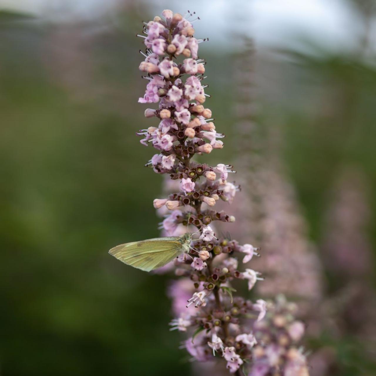 Vitex agnus-castus 'Galactic Pink' plant