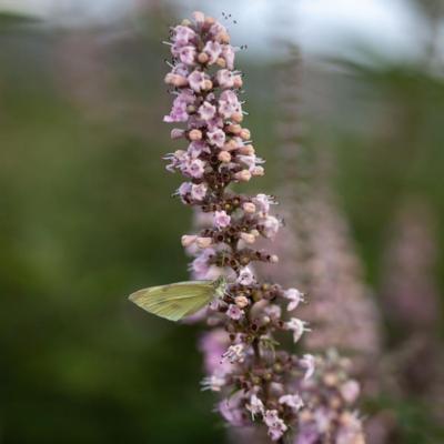 vitex-agnuscastus-galactic-pink