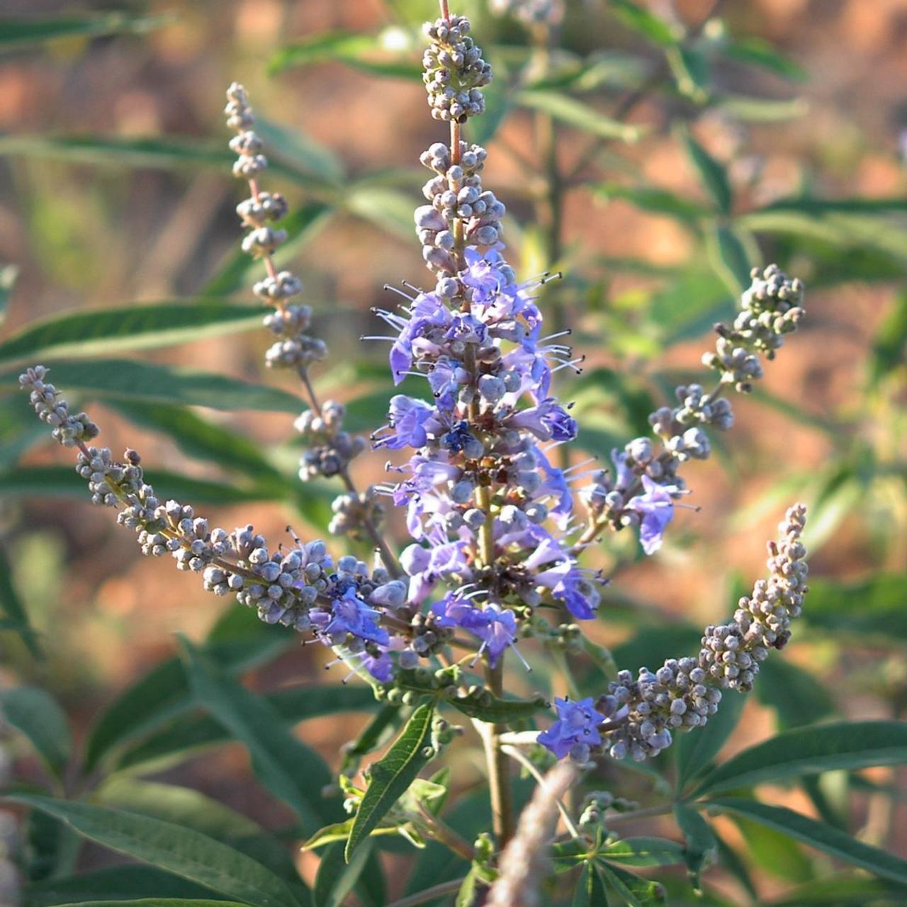 Vitex agnus-castus latifolia plant