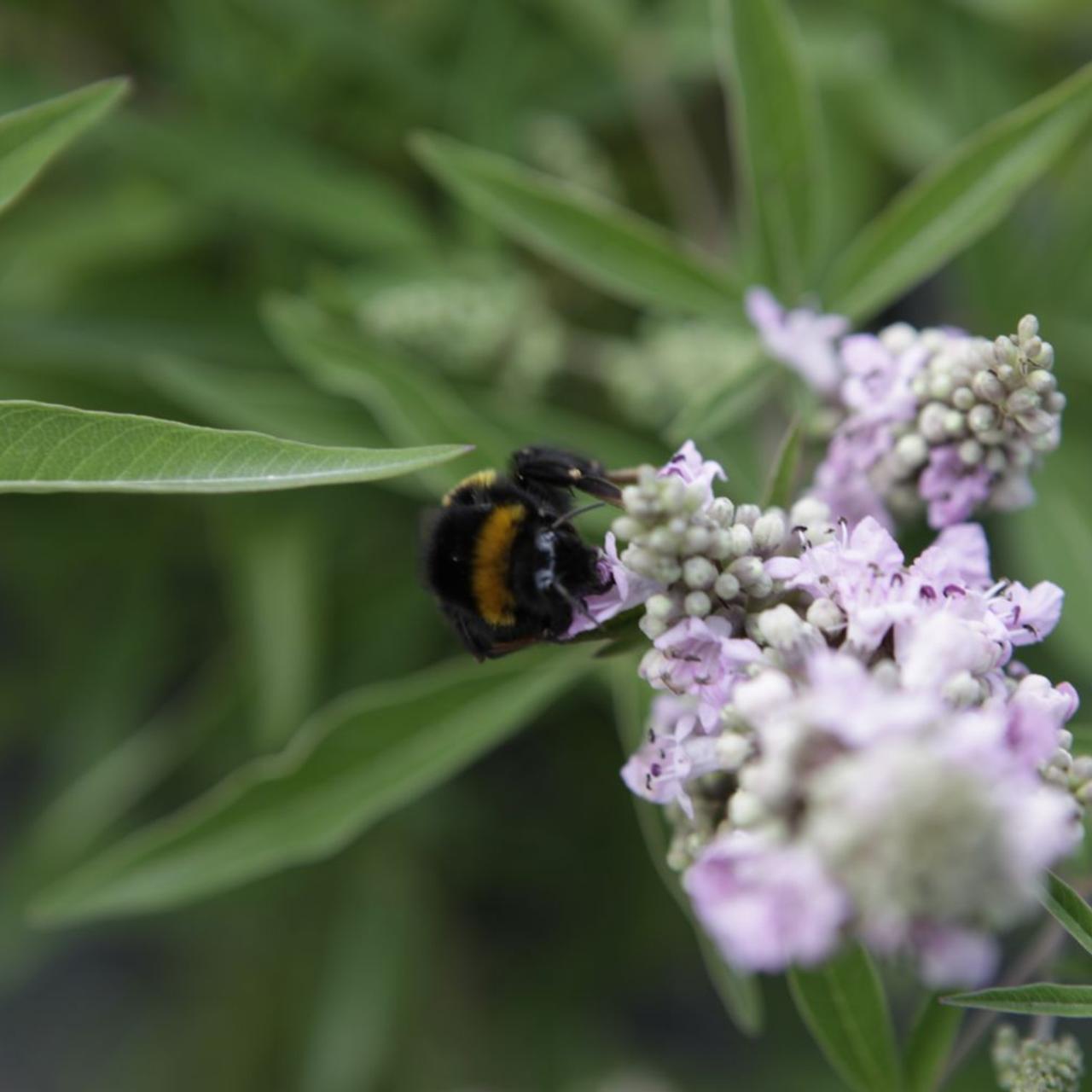 Vitex agnus-castus 'Pink Pinnacle' plant