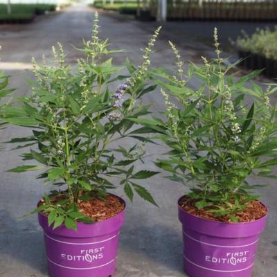 vitex-agnuscastus-violet-magnet