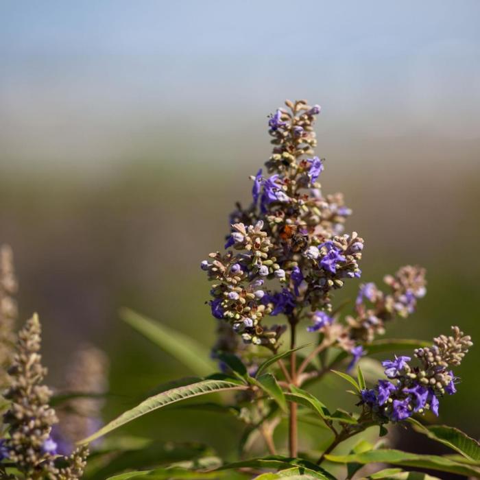Vitex CHICAGOLAND BLUES plant