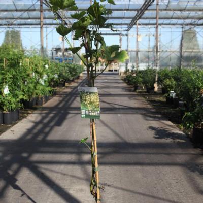 vitis-arkadia