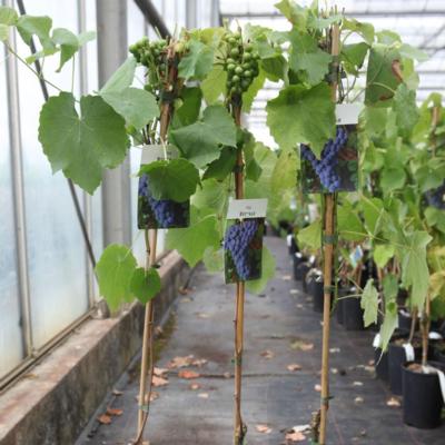 vitis-buffalo