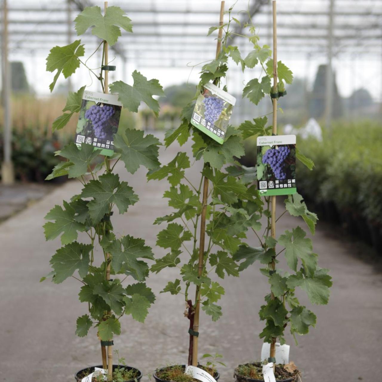 Vitis 'Cabernet Franc' plant