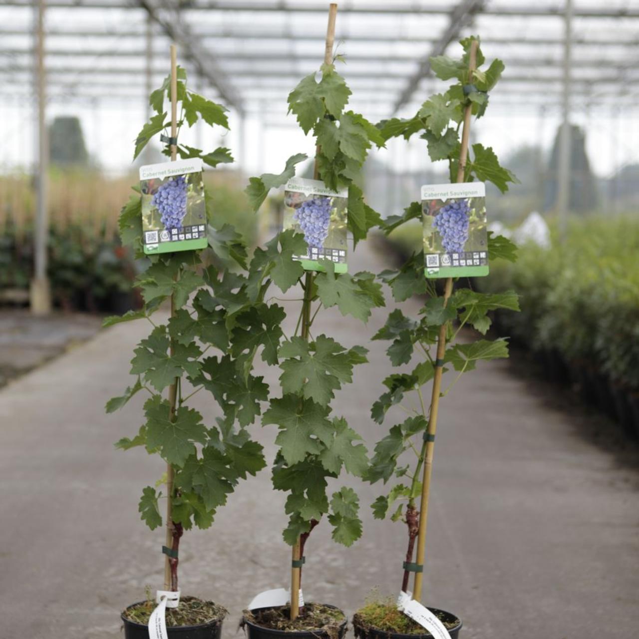 Vitis 'Cabernet Sauvignon' plant