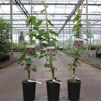 vitis-chasselas-rose