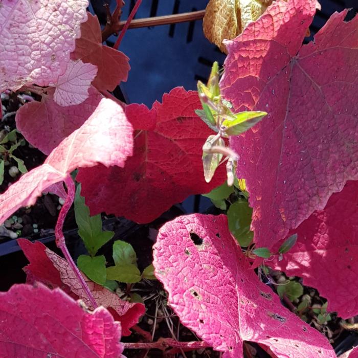 Vitis coignetiae 'Claret Cloak' plant