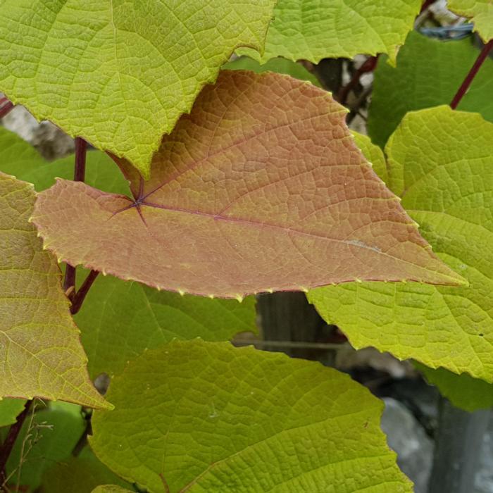 Vitis coignetiae 'Claret Cloak' plant