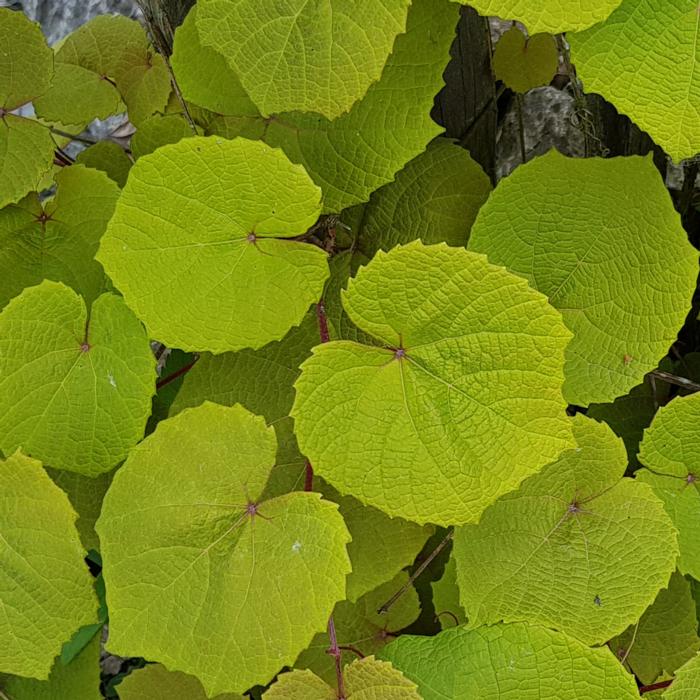 Vitis coignetiae 'Claret Cloak' plant