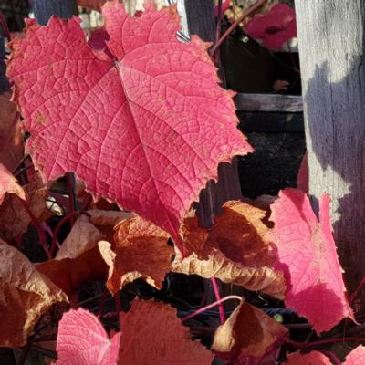 vitis-coignetiae-claret-cloak