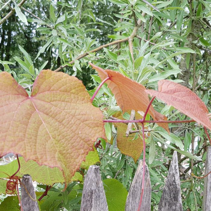 Vitis coignetiae 'Claret Cloak' plant