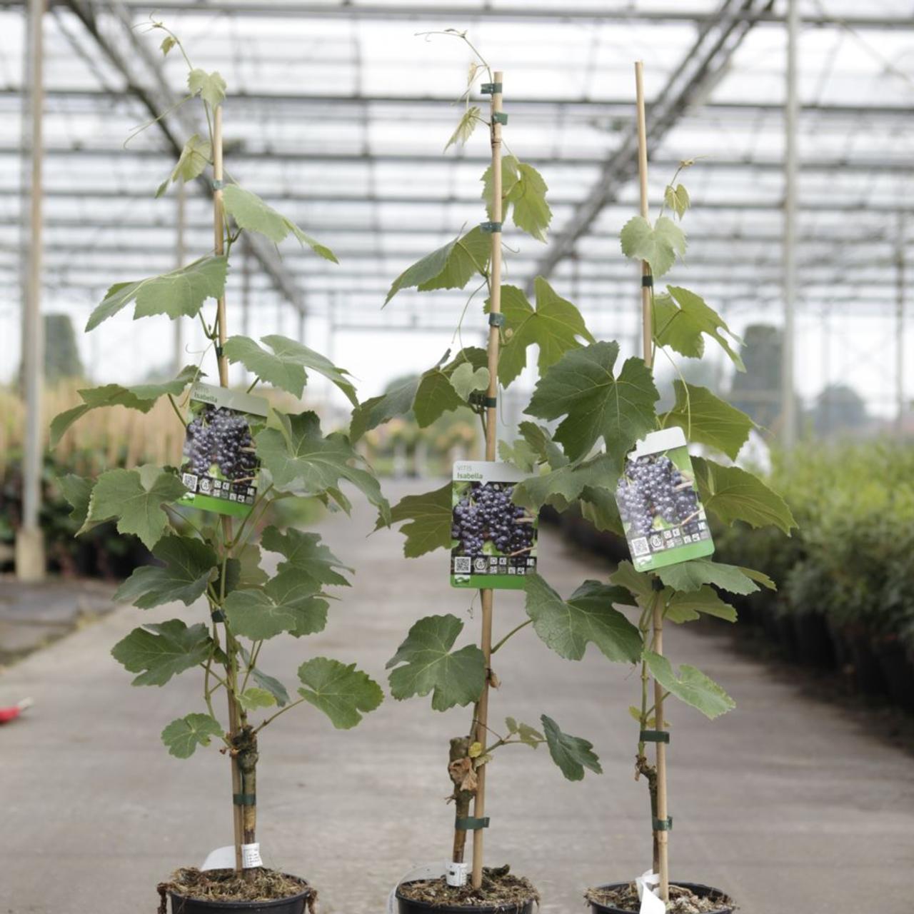 vitis-isabella Vitis 'Isabella' plant