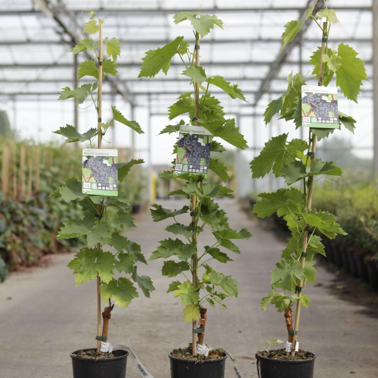 Vitis 'Muscat Hamburg' plant