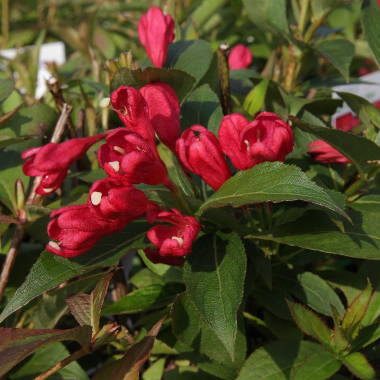 Weigela 'All Summer Red' plant