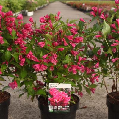weigela-big-love