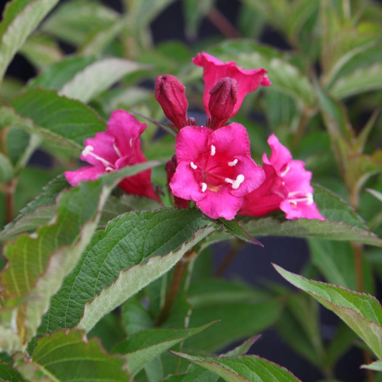Weigela 'Bristol Ruby' plant