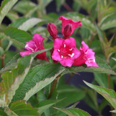 weigela-bristol-ruby