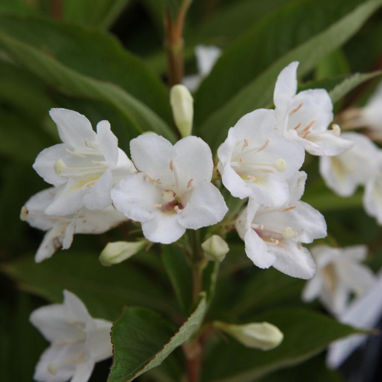 Weigela 'Candida' plant