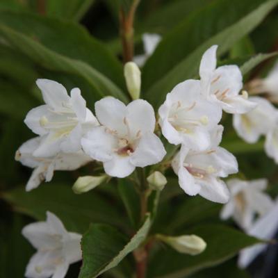 weigela-candida