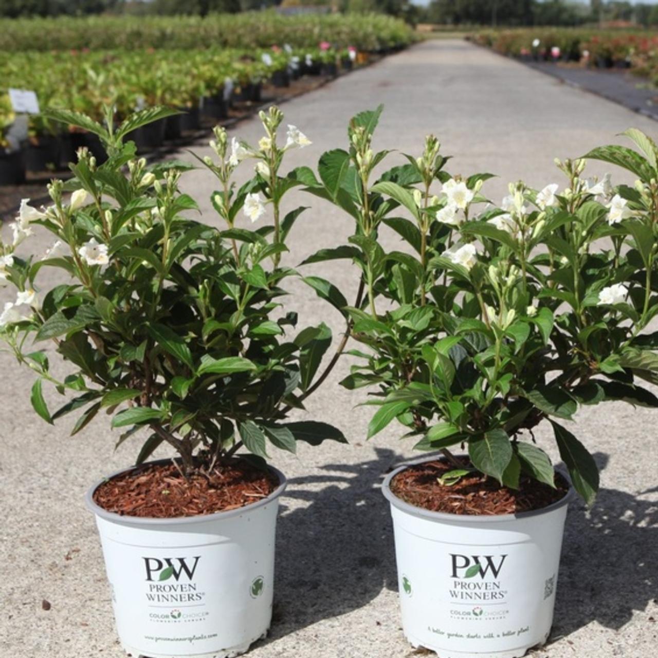 Weigela COLOURTWIST SUNNY SIDE UP  plant