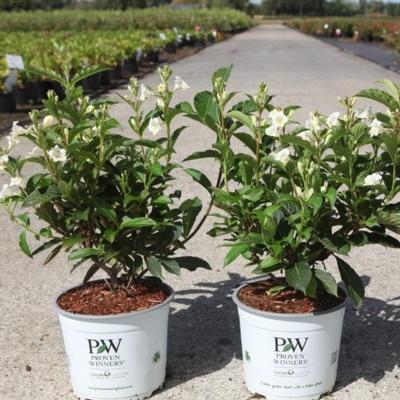 weigela-colourtwist-sunny-side-up