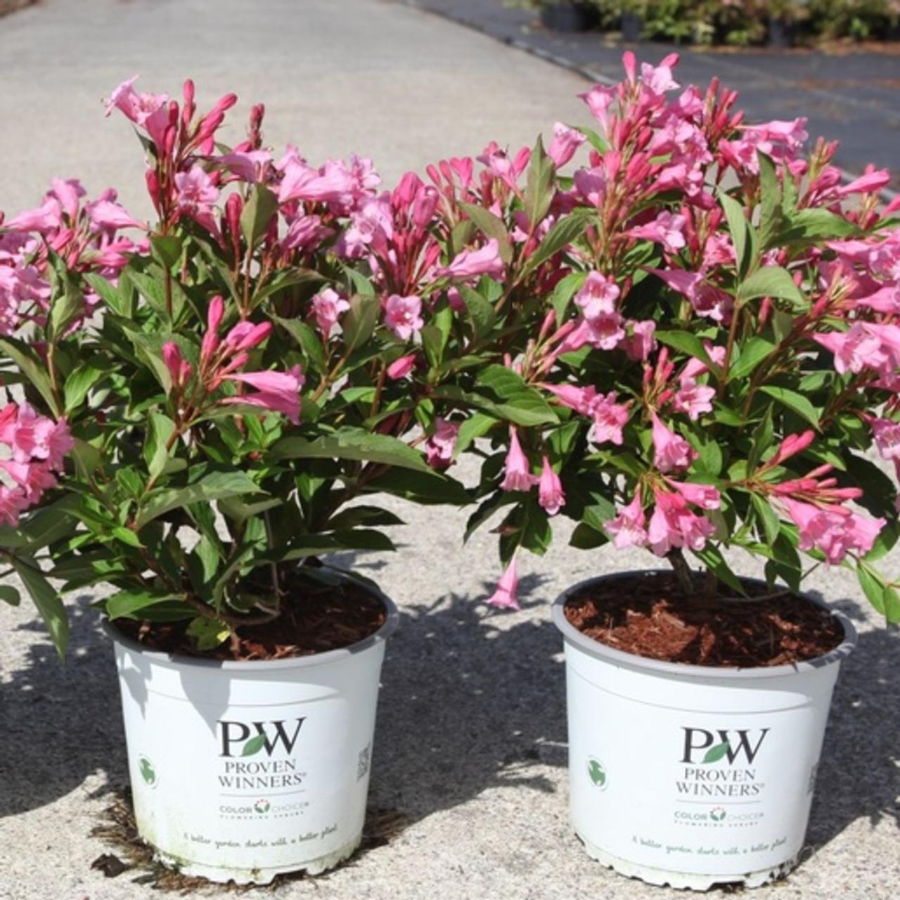 Weigela  COLOURTWIST TWOPINK  plant