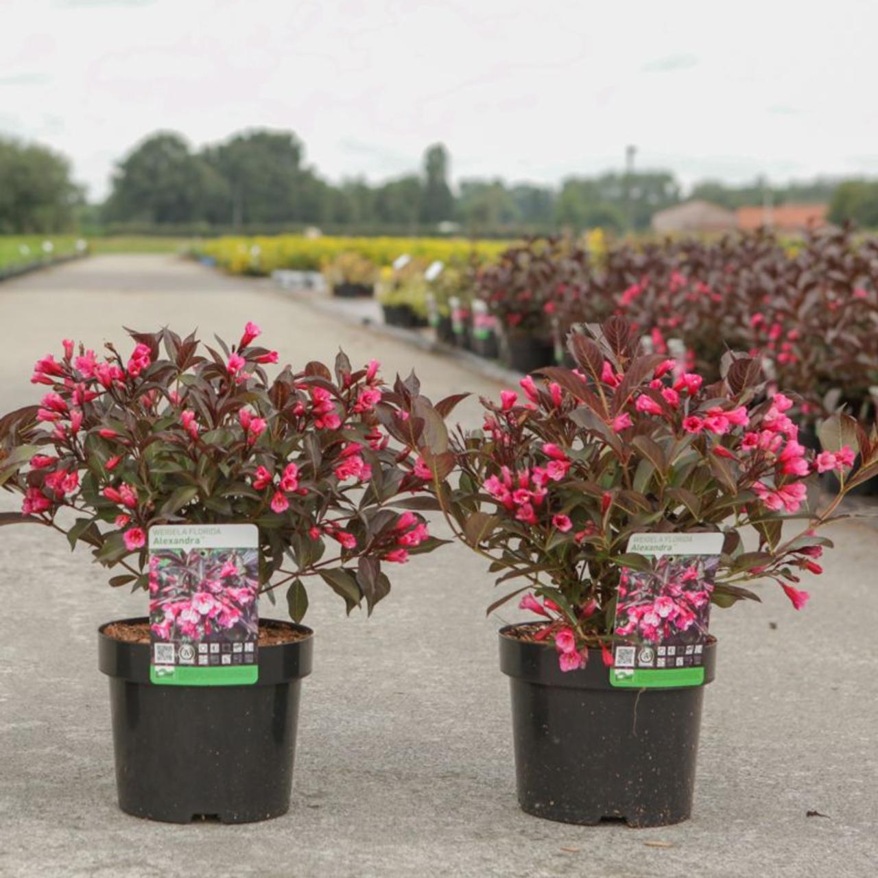 Weigela florida 'Alexandra' plant