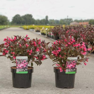 weigela-florida-alexandra