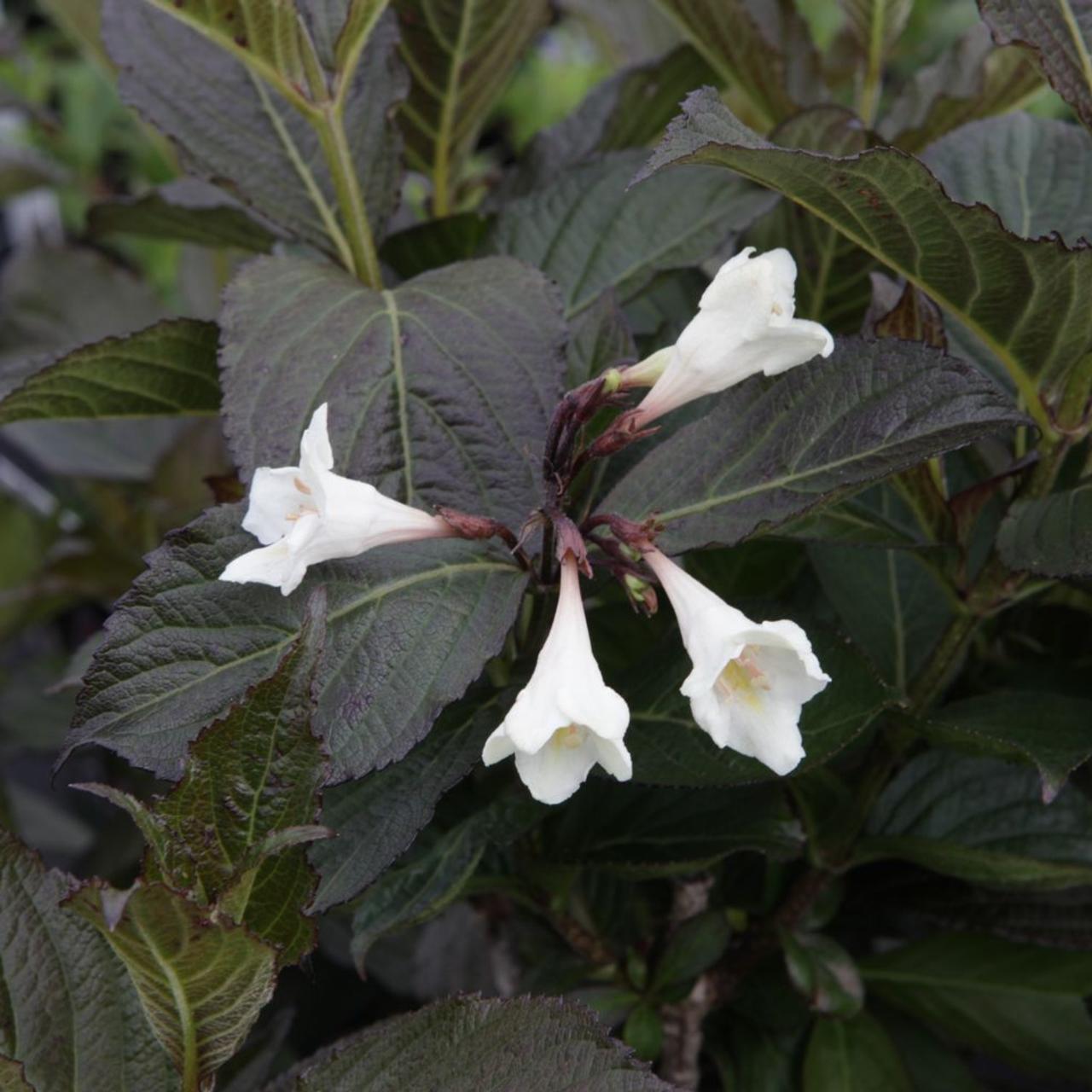 Weigela florida 'Ebony And Ivory' plant