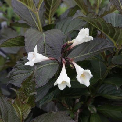 weigela-florida-ebony-and-ivory