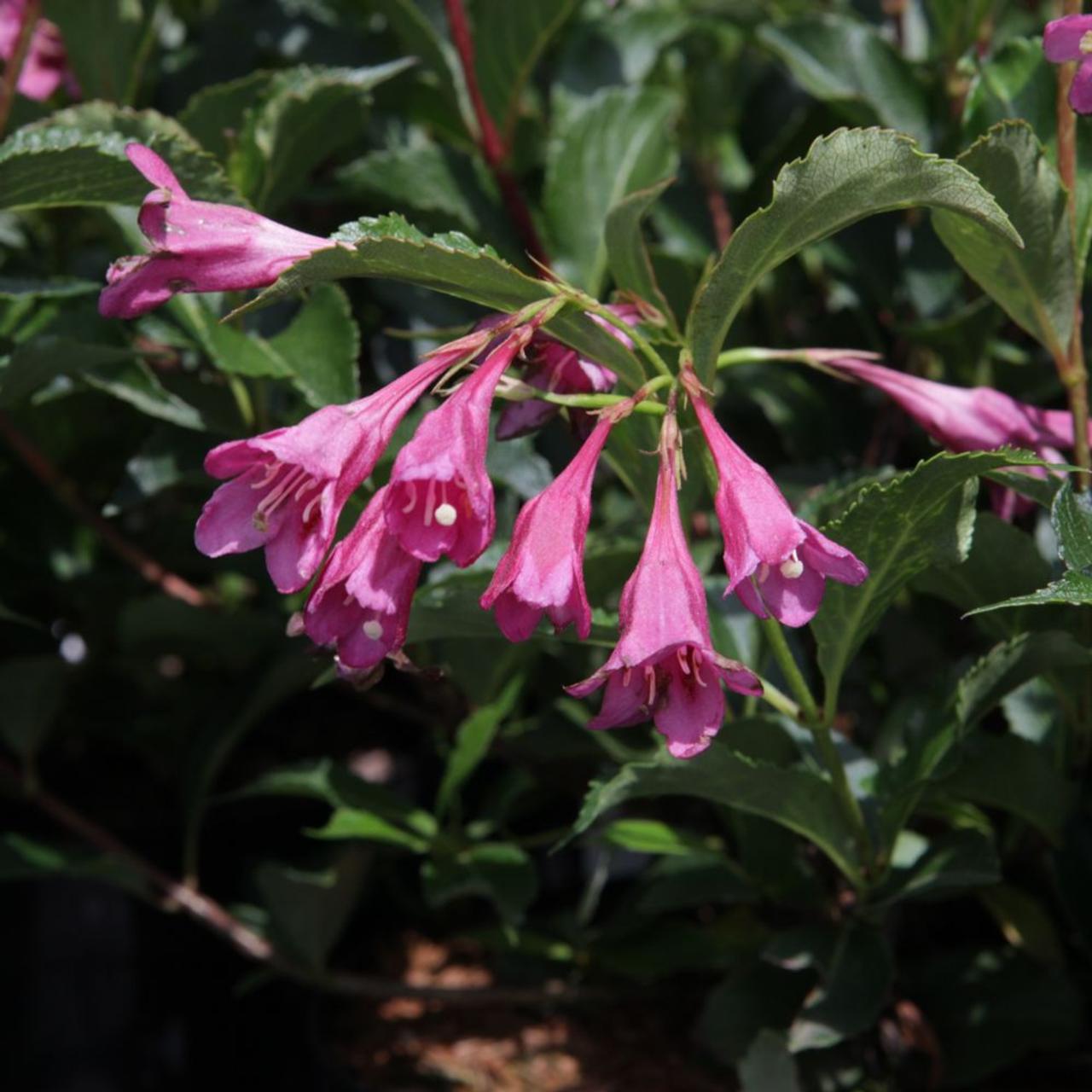 Weigela florida 'Korea' plant