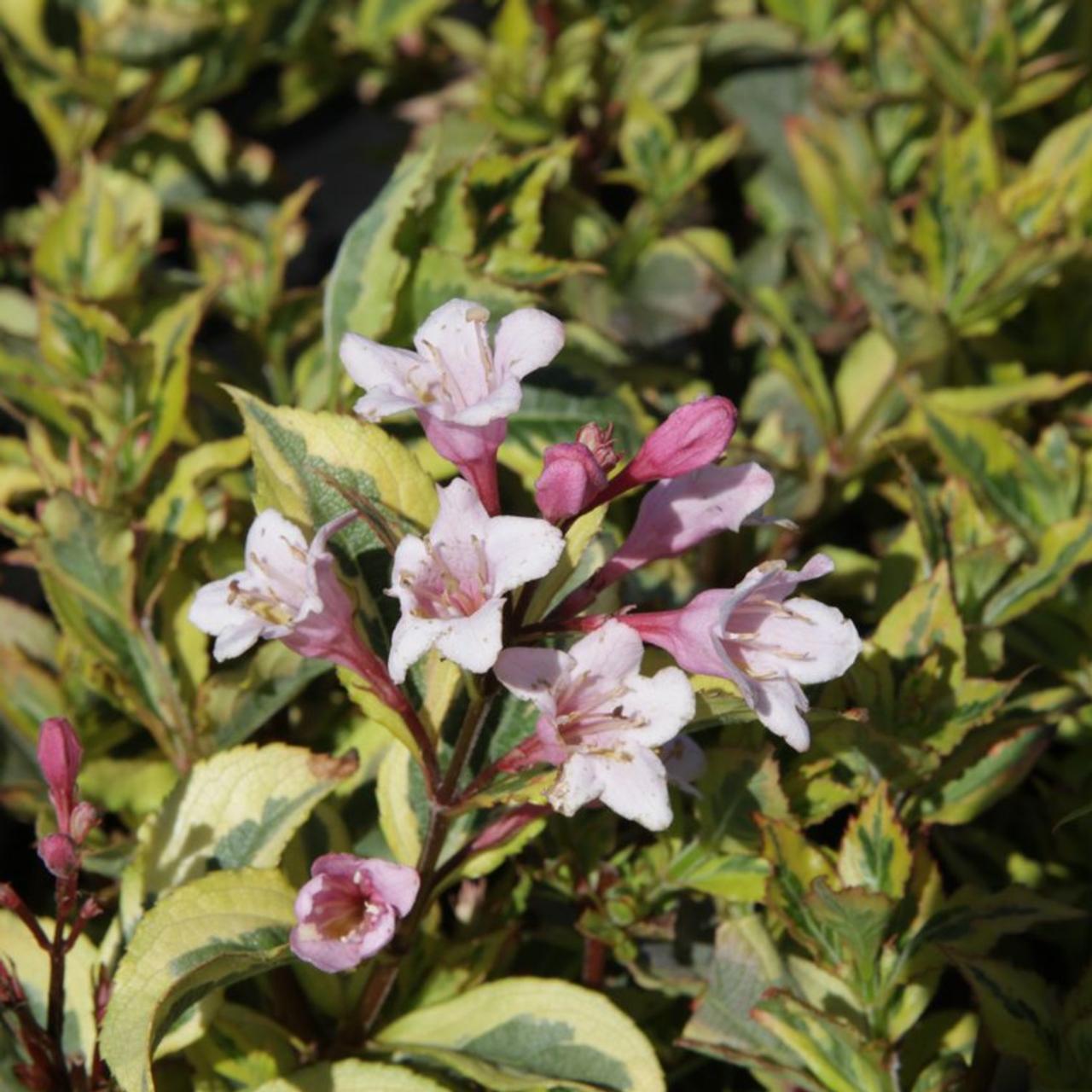 Weigela florida 'Magical Rainbow' plant