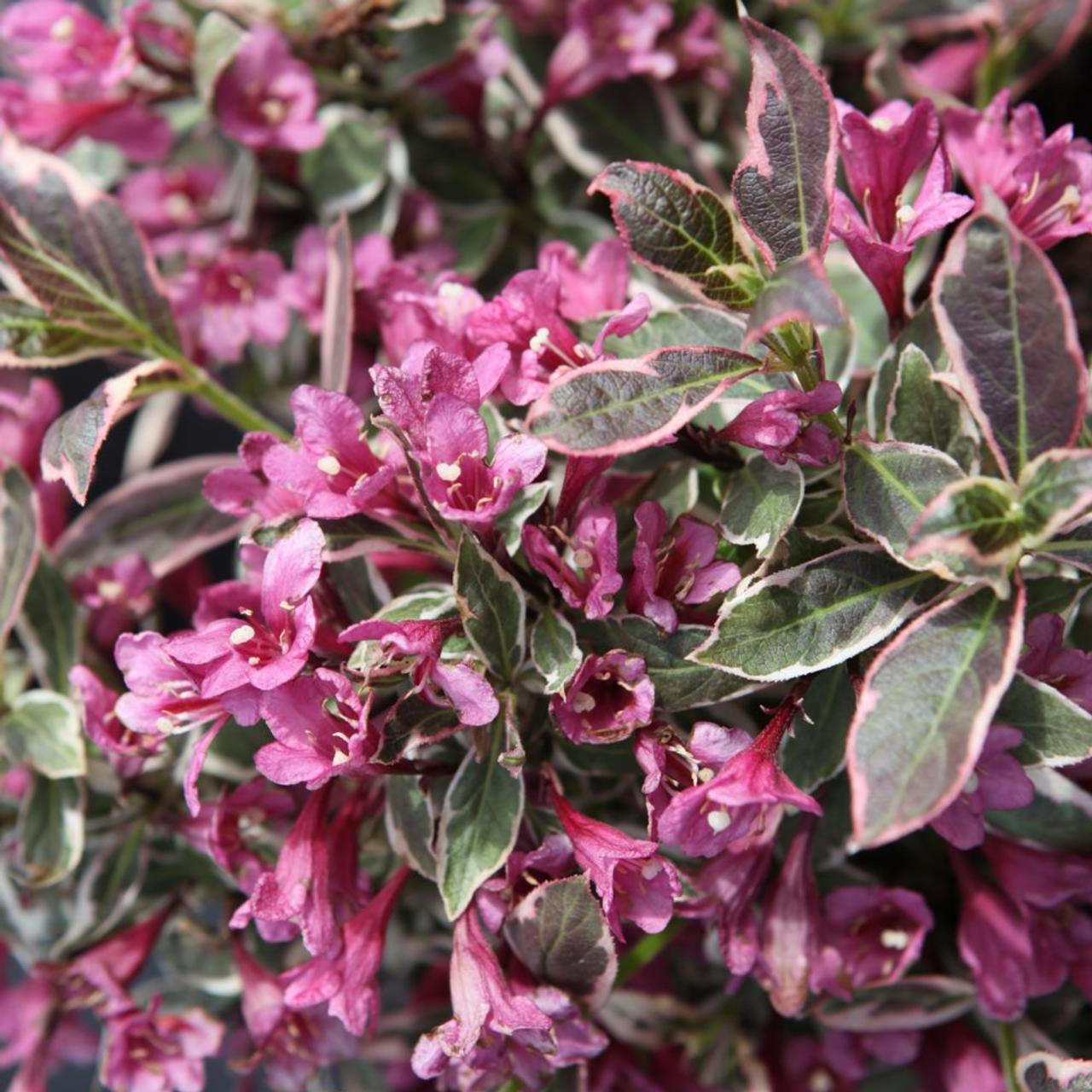 Weigela florida 'Monet' plant