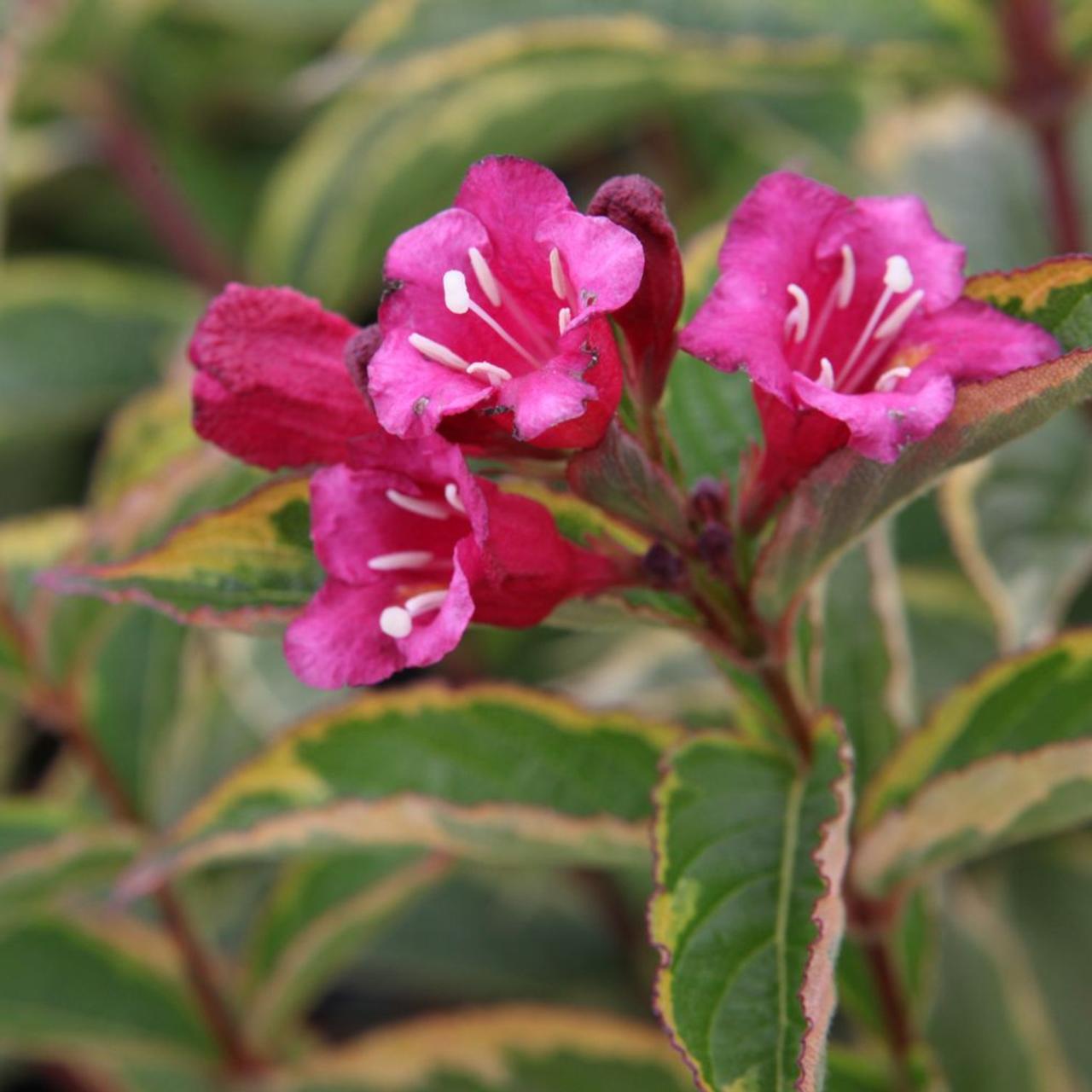 Weigela florida 'Moulin Rouge' plant