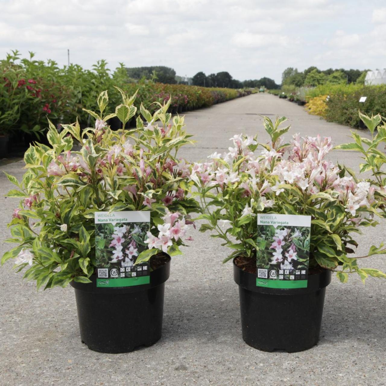 Weigela florida 'Nana Variegata' plant