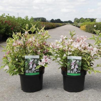 weigela-florida-nana-variegata