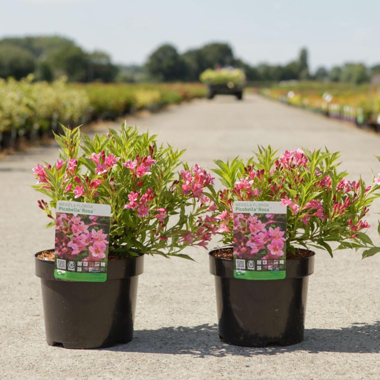 Weigela florida 'Picobella Rosa' plant