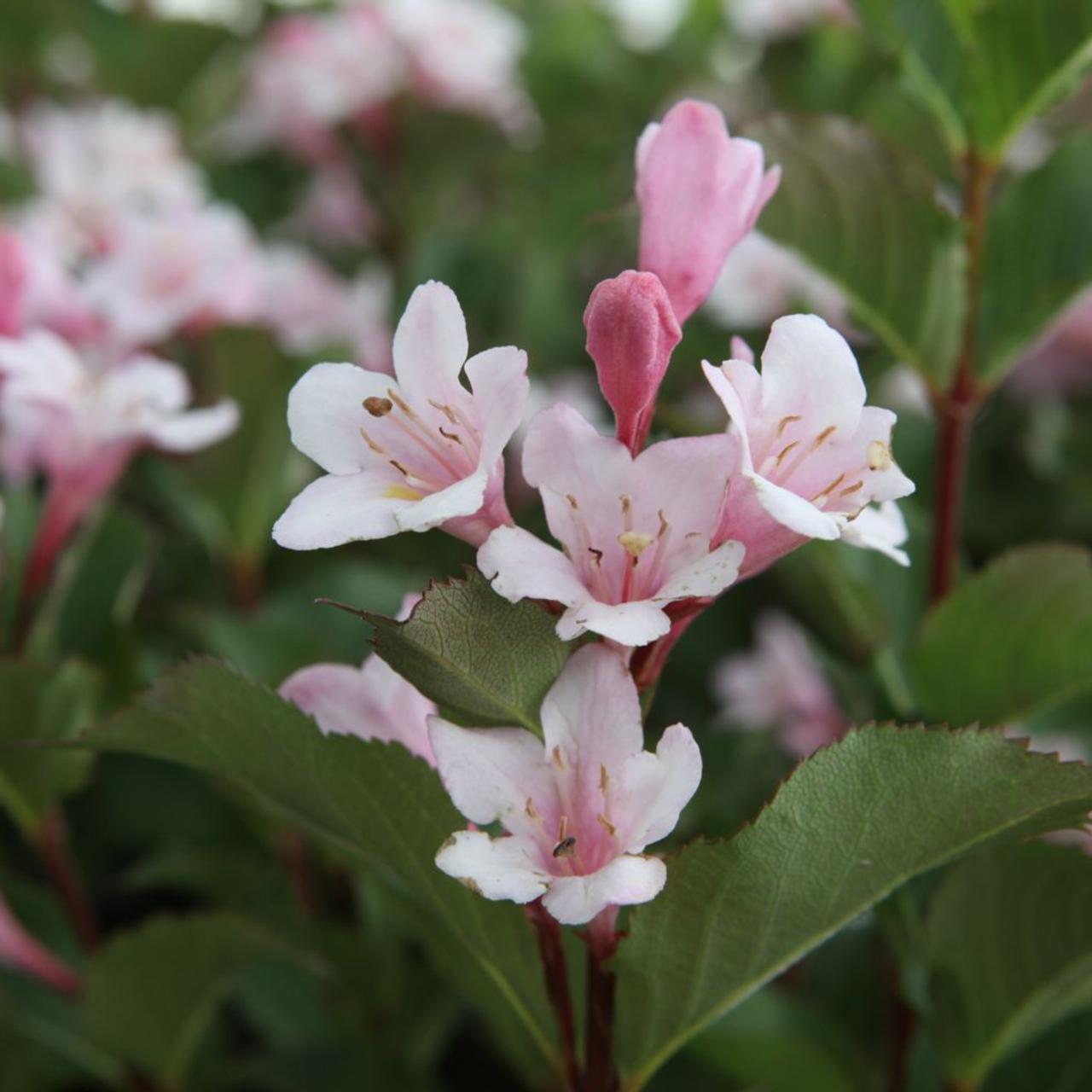 Weigela florida 'Polka' plant