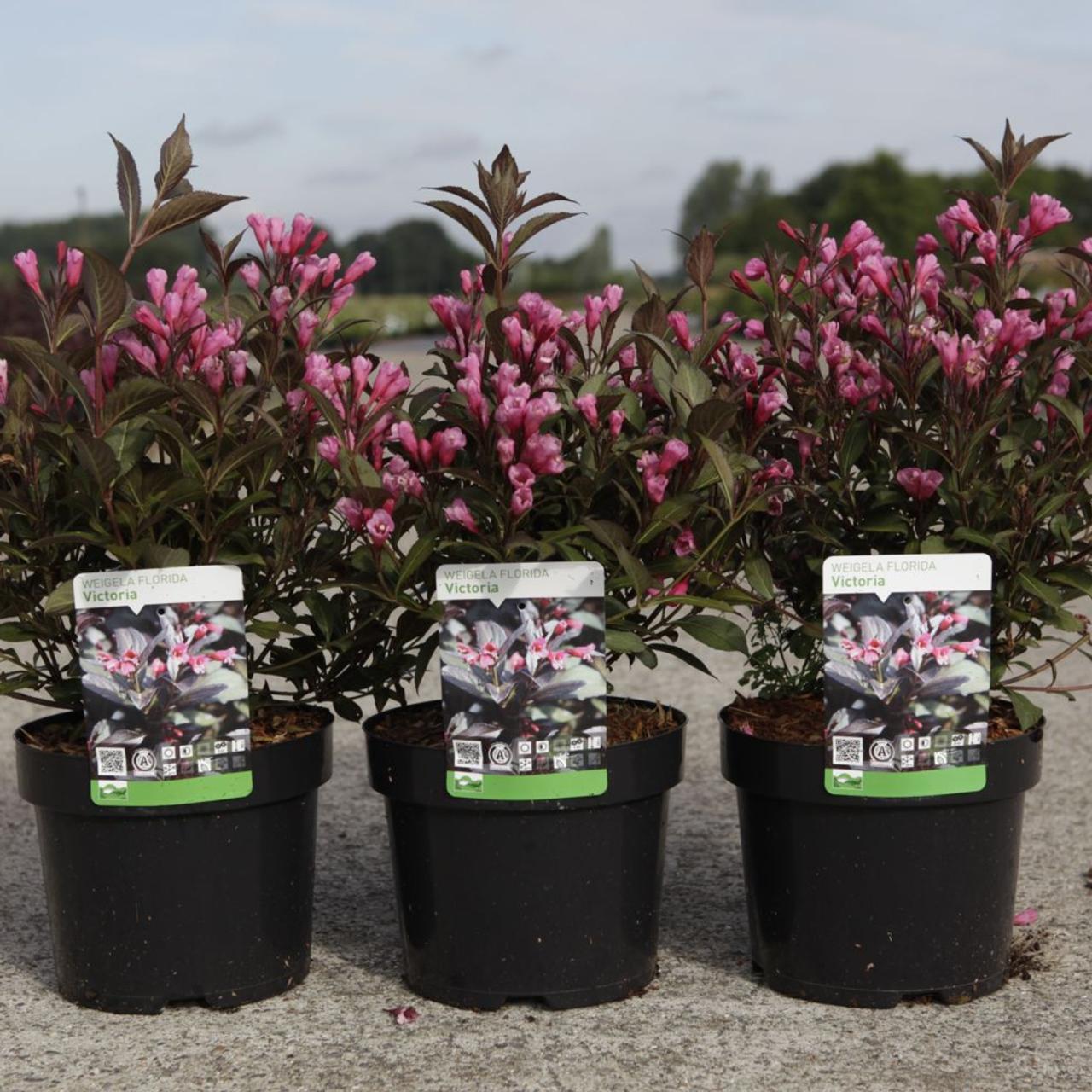 Weigela florida 'Victoria' plant