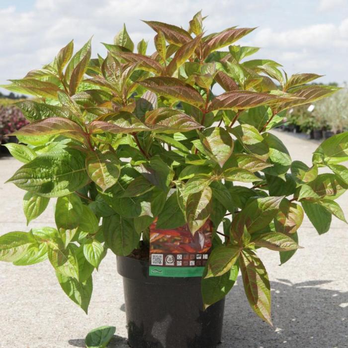 Weigela florida 'Wings of Fire' plant