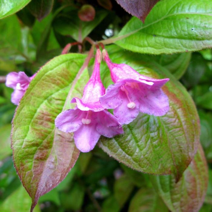 Weigela florida 'Wings of Fire' plant