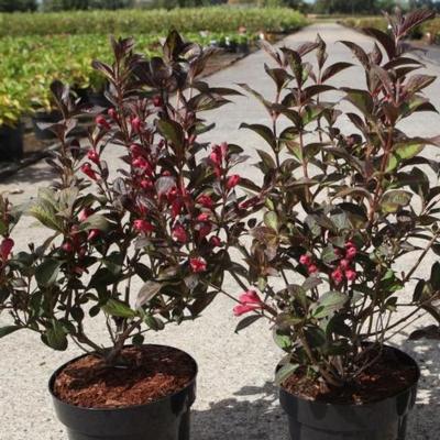 weigela-folias-verde