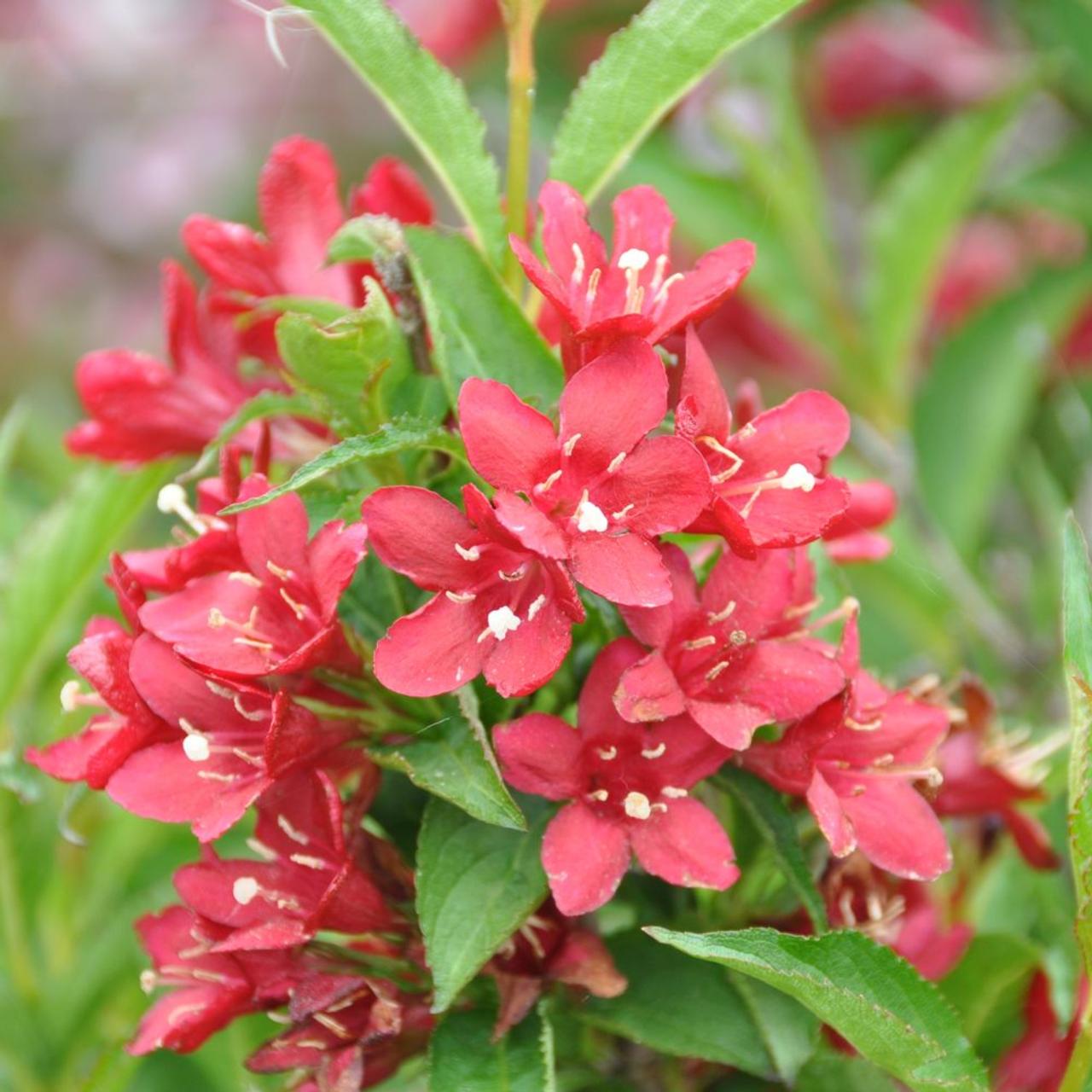 Weigela 'Nain Rouge' plant