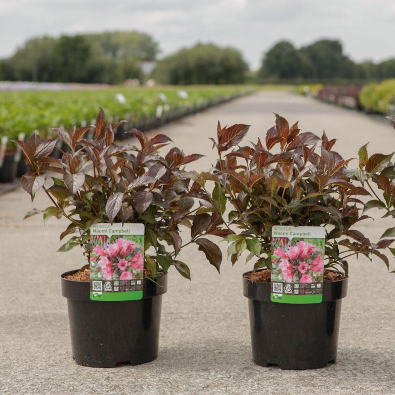 Weigela 'Naomi Campbell' plant