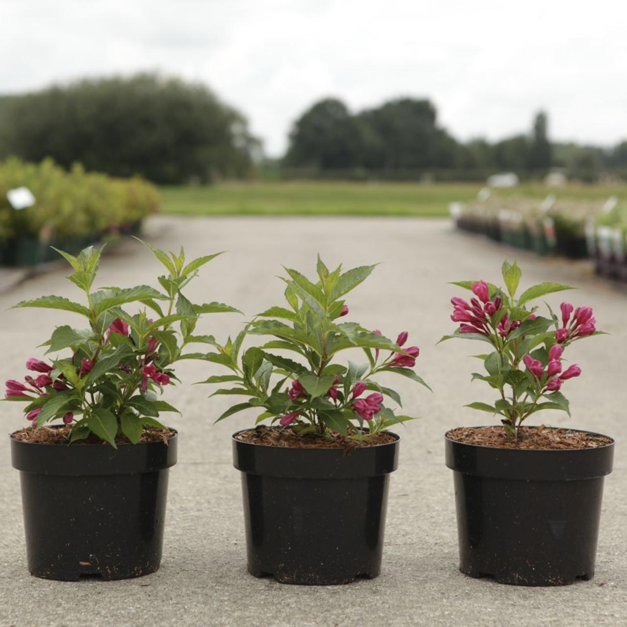 Weigela 'Paarse Kaars' plant