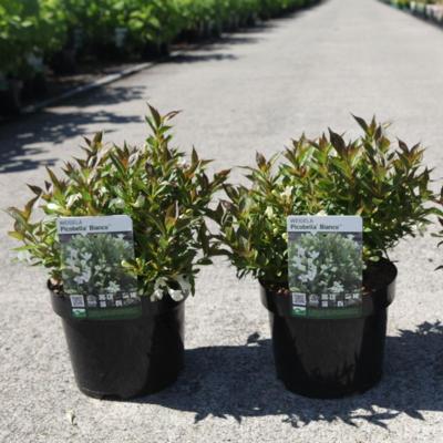 weigela-picobella-bianco
