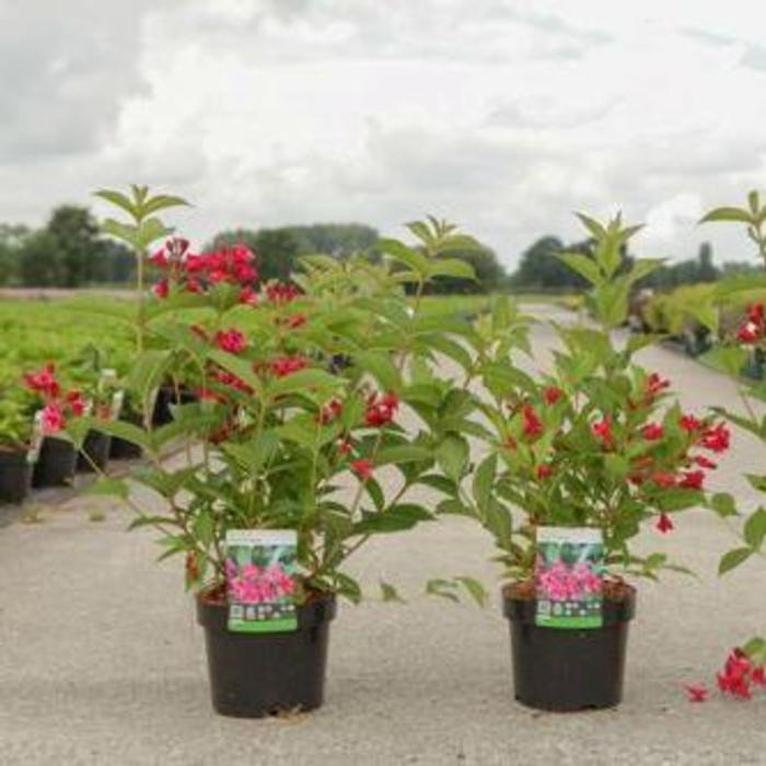 Weigela 'Red Prince' plant