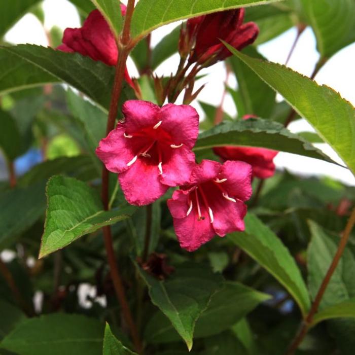 Weigela 'Red Prince' plant